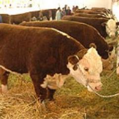 Toros y carneros recorren la ciudad