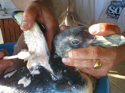 Hallan pingüinos empetrolados