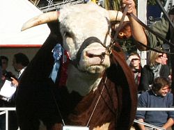 El fin de semana comenzó la zafra de toros