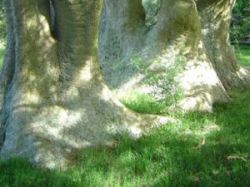 Bosque de Ombúes en Rocha