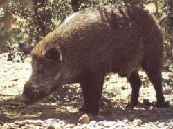 SUL: Algunos productores han dejado la actividad ante los ataques de jabalíes