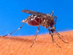 Teorías sobre el dengue