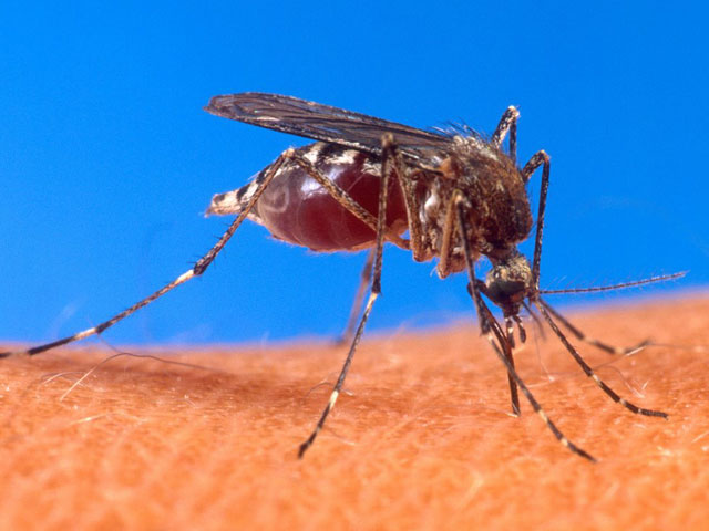 Teorías sobre el dengue