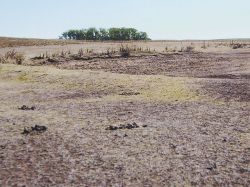 Campo: crecen malezas