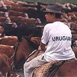 Uruguay será declarado libre de la enfermedad de la Vaca Loca