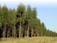 Gigante forestal fomenta el uso de madera para la construcción de viviendas