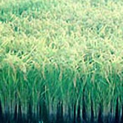 La cosecha de arroz empieza en forma firme
