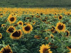 Interés por campos agrícolas