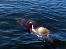 Los delfines juegan al fútbol con las medusas