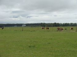 Pérdidas en el agro