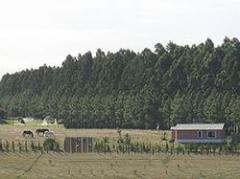 Bajan crecimiento de pasturas