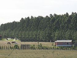 Bajan crecimiento de pasturas