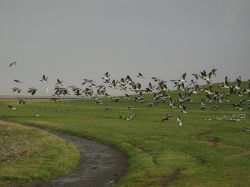 Cosecha diezmada por lluvia