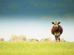 Llega Hernandarias a nuestra tierra