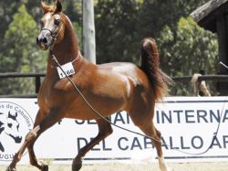 Lanzaron semana internacional del caballo árabe