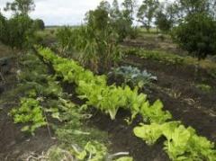 Pese a las lluvias, los cultivos de invierno crecieron