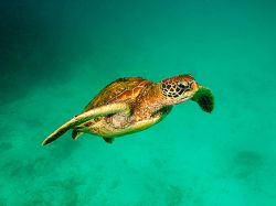 Liberan tortugas marinas