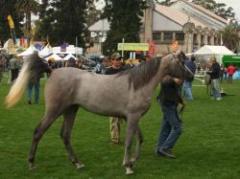 Remate de caballos árabes