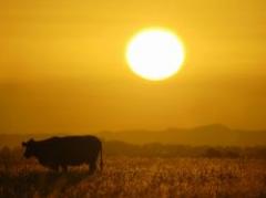 Conaprole recomienda no exponer el ganado al calor