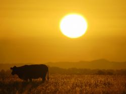 Conaprole recomienda no exponer el ganado al calor