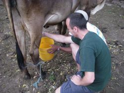 Caerá producción de leche