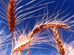 Genoma que mejoraría producción de bioetanol