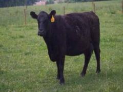 Buenas ventas Aberdeen Angus