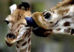 Un zoológico con nombre de mujer