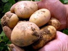 Europa: autorizan cultivo de papa genéticamente modificada