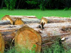 Se afianza exportación forestal