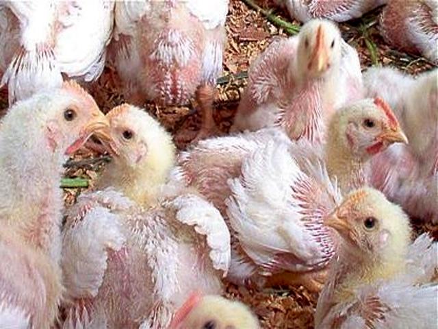 Uruguay importará pollo brasileño (audio)