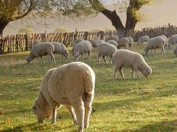 Productores ovinos analizaron realidad del sector