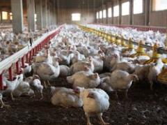 Uruguay importará pollo brasileño