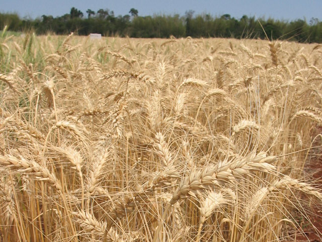 Las exportaciones del nuevo agro uruguayo (audio)