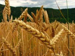 Las exportaciones del nuevo agro uruguayo