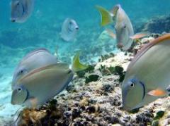 Acidez creciente de océanos perjudica a especies marinas