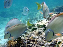 Acidez creciente de océanos perjudica a especies marinas