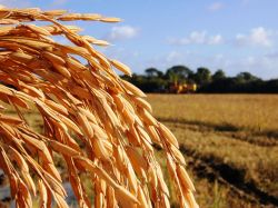 Acuerdo para el precio del arroz