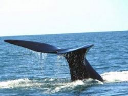Pugna por caza de ballenas puede causar muertos