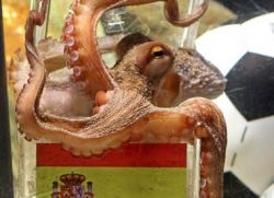 Pulpo codiciado