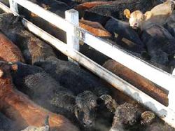 Cae precio de ganado de feedlot