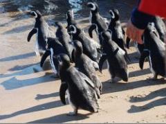 Pingüinos contaminados