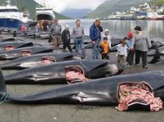 Cruel matanza de ballenas