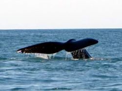 La ballena franca en extinción