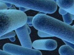 Bacteria podría propagarse