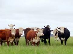 Incentivo a actividad pecuaria