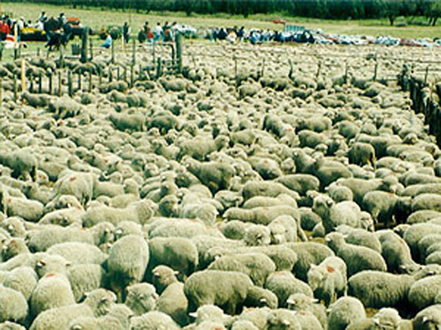 Cayó 30% las exportaciones de carne ovina