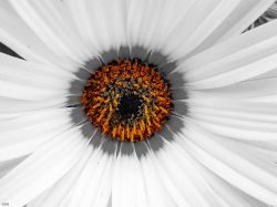 Encuentran fósil de margarita de 47 millones de años