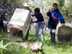 Liberación de coatíes a su hábitat natural
