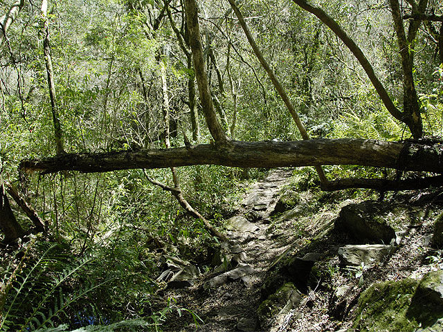 La deforestación disminuye